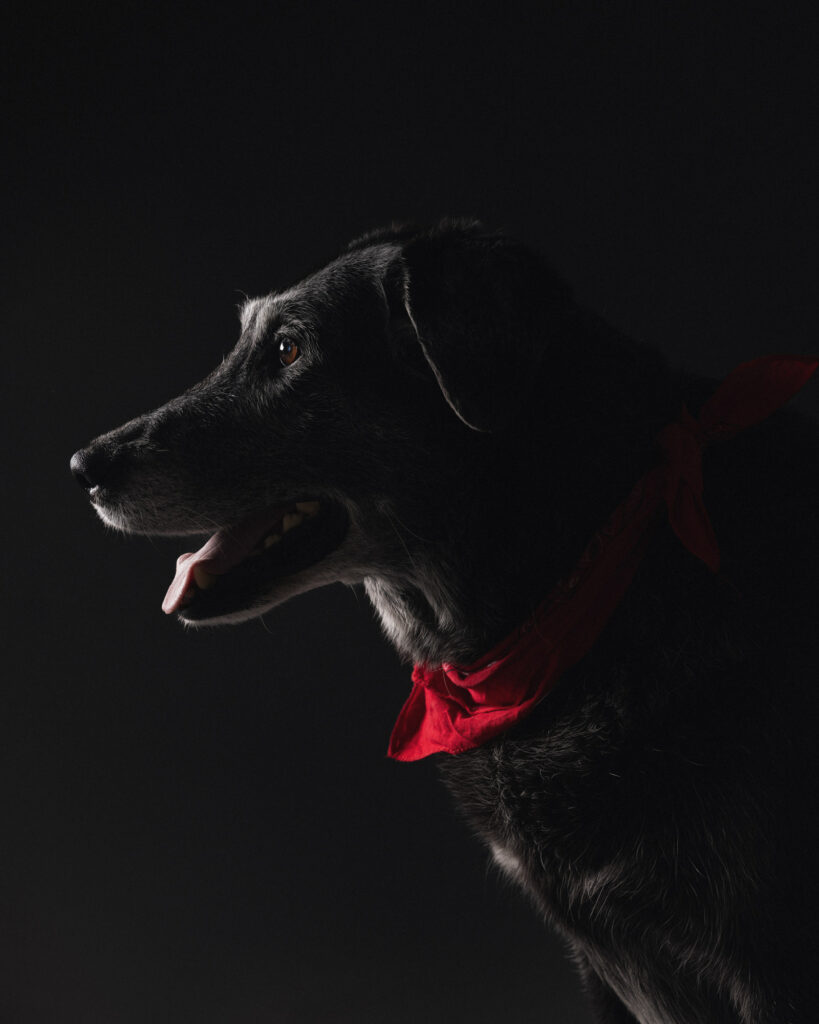 Photographe Studio Chien Suisse entre Morges et Lausanne